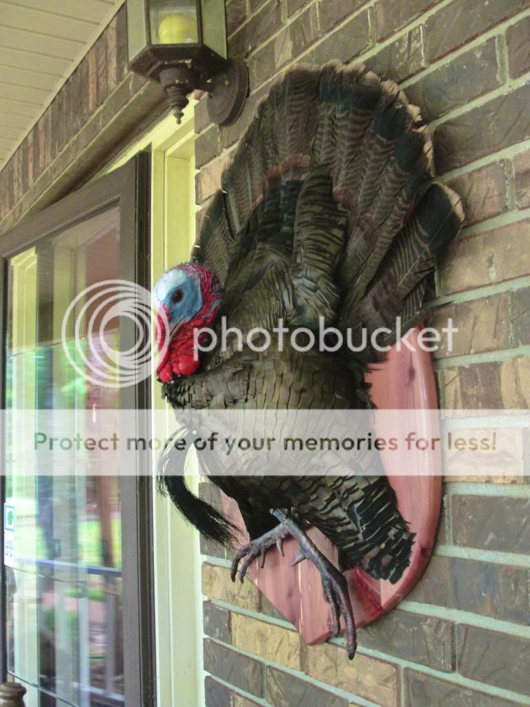 First Breast mount turkey (critique please) to the Taxidermy