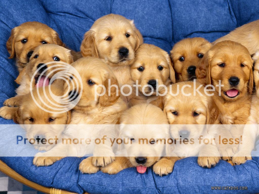 puppies1_zps8kimphfq.jpg