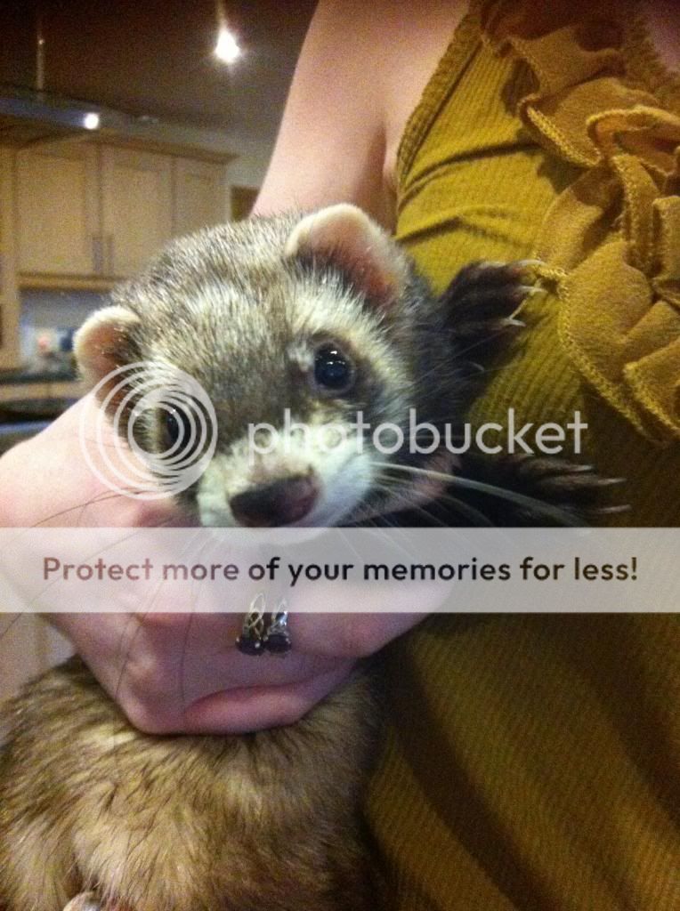 BUDDY.jpg