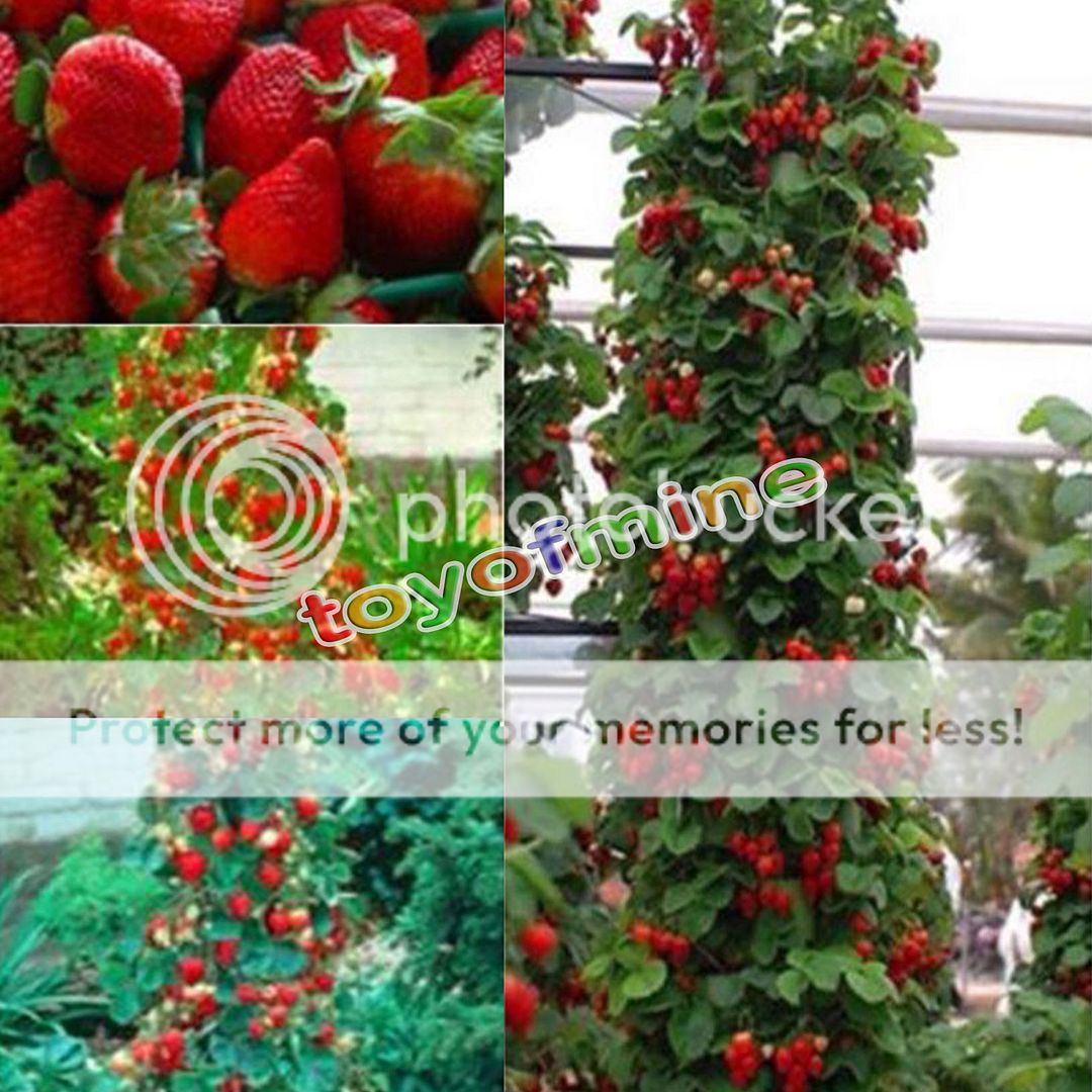 Red 100pcs Strawberry Climbing Strawberry Fruit Plant Seeds Home Garden