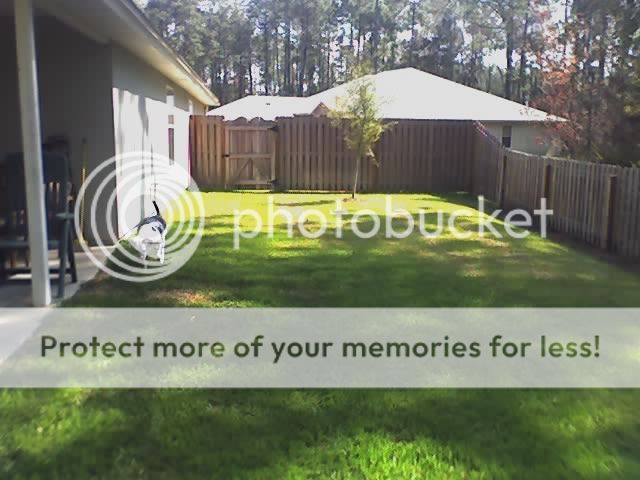 in-home boarding jacksonville